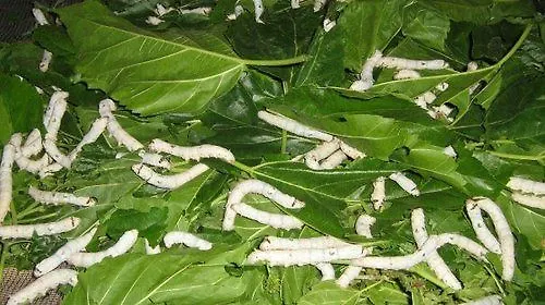 Al Tetto Rosso Casa Nella Natura Acri